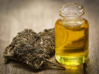 L'OLIO CBD :PROPRIETA' E INDICAZIONI NEL CANE E NEL GATTO L'OLIO CBD :PROPRIETA' E INDICAZIONI NEL CANE E NEL GATTO