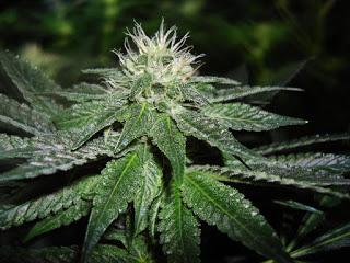 L'OLIO CBD :PROPRIETA' E INDICAZIONI NEL CANE E NEL GATTO L'OLIO CBD :PROPRIETA' E INDICAZIONI NEL CANE E NEL GATTO