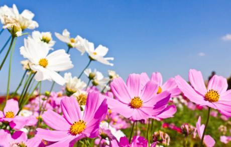 Profumo di Primavera! Profumo di Primavera!