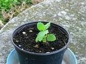 Piante aromatiche dimora