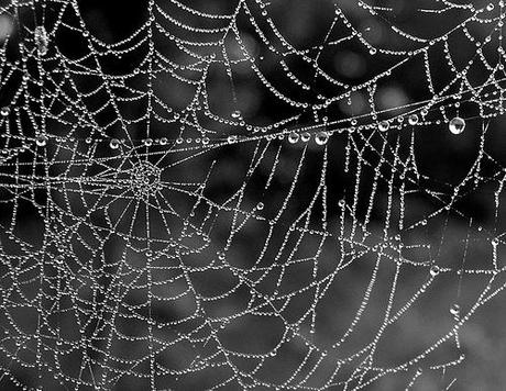 The spider holds a silver ball