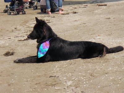 Aquiloni sulla spiaggia.