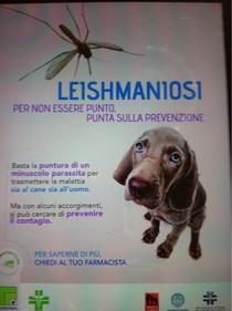 Leishmaniosi ed i bambini: ecco i dati .