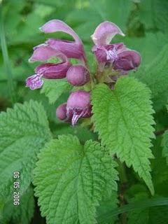 L'ortica_Urtica dioica con ricetta