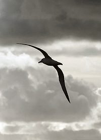 Mercurio negli albatri