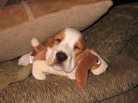 Animals with Stuffed Animals, un sito tutto coccole e tenerezza