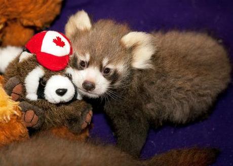 Animals with Stuffed Animals, un sito tutto coccole e tenerezza