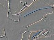 immota terra": Fausto Maria Pico legge