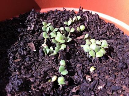 Growing Salvia 76