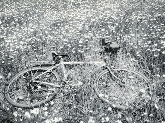 Passeggiando in bicicletta...