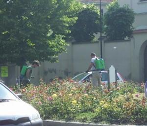 trattamento rose giardinieri aiuola