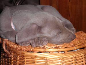 Cuccioli di Weimaraner della “Palazza”