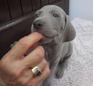 Cuccioli di Weimaraner della “Palazza”