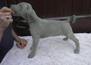 Cuccioli di Weimaraner della “Palazza”