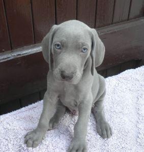 Cuccioli di Weimaraner della “Palazza”