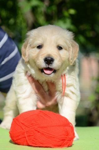 Cuccioli di Golden Retriever del Grifondoro