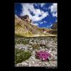 Pale di San Martino & Passo Rolle - Rif. Mulaz