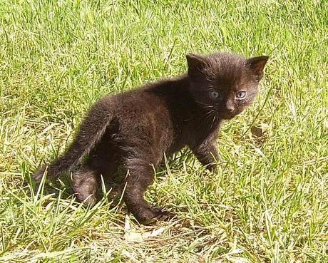 Post inutile, ma con foto di gatti gattosi