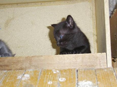 Post inutile, ma con foto di gatti gattosi