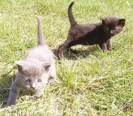 Post inutile, ma con foto di gatti gattosi