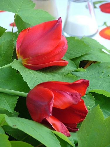 Tablescape red tulips