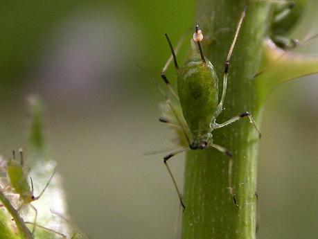 Macrosiphum rosae