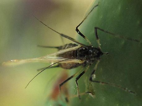 Adulto alato di Macrosiphum rosae