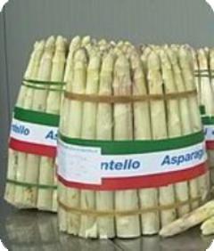 Gli asparagi bianchi di Cantello