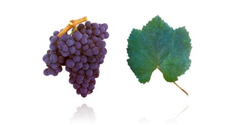 Un vitigno Portoghese ideale, ed economica, alternativa al Barolo Un vitigno Portoghese ideale, ed economica, alternativa al Barolo