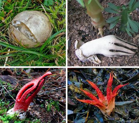 Uno strano fungo: Clathrus archeri Uno strano fungo: Clathrus archeri