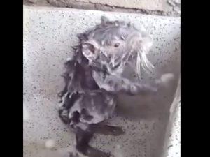 Il topo che si fa la doccia video Il topo che si fa la doccia video