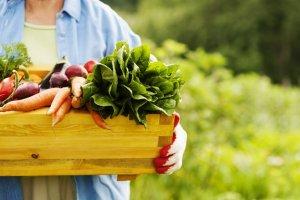 I vantaggi di frutta e verdura direttamente dall’orto orto