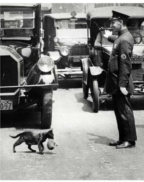 ypsilonzeta1:Festa del gatto. Foto famosa: la precedenza a mamma... ypsilonzeta1:Festa del gatto. Foto famosa: la precedenza a mamma...