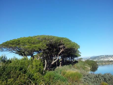 Una Cannes e l’Ile de Sainte Marguerite Una Cannes e l’Ile de Sainte Marguerite