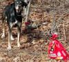 Cane legato e abbandonato trova una nuova casa Cane legato e abbandonato trova una nuova casa