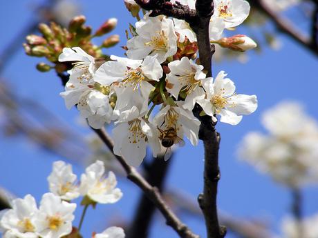 Verso la fine dell’inverno. Primavera fiori