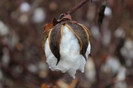 Due parole sul cotone… Due parole sul cotone…