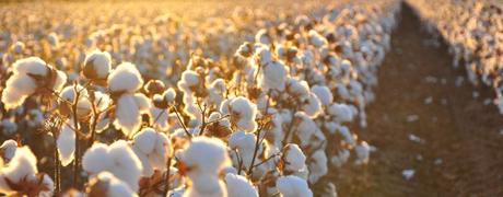 Due parole sul cotone… Due parole sul cotone…