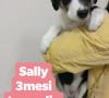 Sally cerca casa, aiutiamola! Appello per adozione Sally cerca casa, aiutiamola! Appello per adozione