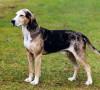 Dunker, carattere e prezzo – Razze cani Dunker, carattere e prezzo - Razze cani