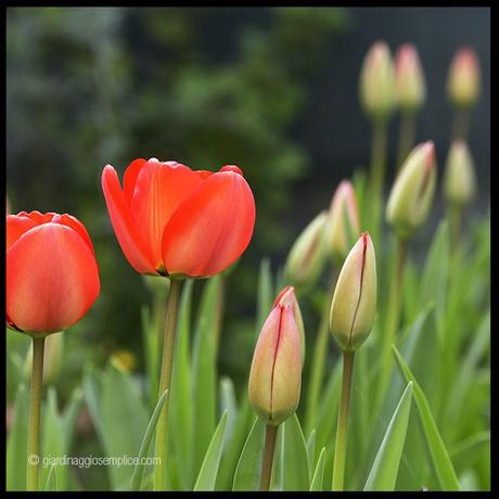 Tulipani rossi Tulipani rossi