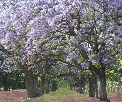 Primavera1 Primavera1