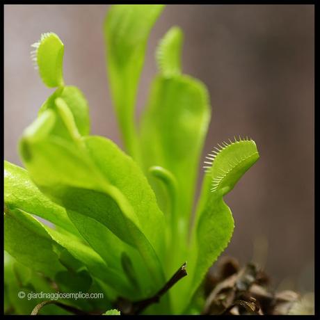Venus Fly Trap Venus Fly Trap