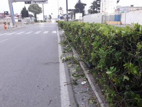Foto. Il delirio dei tifosi a Capodichino lascia segni: spazzatura e siepi distrutte Foto. Il delirio dei tifosi a Capodichino lascia segni: spazzatura e siepi distrutte