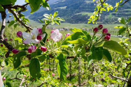 fiori di melo meleto