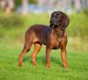 Bayerischer Gebirgsschweisshund, carattere e prezzo Bayerischer Gebirgsschweisshund, carattere e prezzo