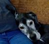 Cane si appoggia su di me, perché lo fa? Cane si appoggia su di me, perché lo fa?