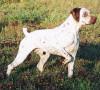 Bracco del Bourbonnais, carattere e prezzo – Razze cani Bracco del Bourbonnais, carattere e prezzo - Razze cani
