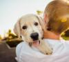 Emozioni dei cani: quali emozioni provano davvero? Emozioni dei cani: quali emozioni provano davvero?
