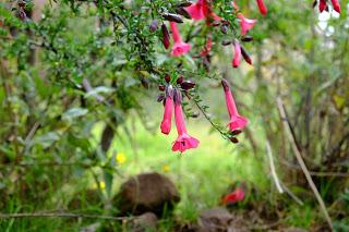 Il Perù, gli Inca, il mal di montagna, le foglie di coca e la tavolozza di colori delle Ande Il Perù, gli Inca, il mal di montagna, le foglie di coca e la tavolozza di colori delle Ande